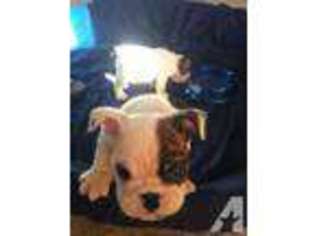 Bulldog Puppy for sale in FOSTORIA, MI, USA