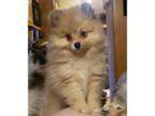 Pomeranian Puppy for sale in Port Townsend, WA, USA