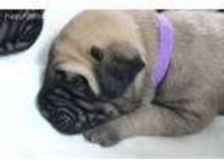 Bullmastiff Puppy for sale in Middletown, MD, USA