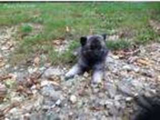 Medium Photo #1 Keeshond Puppy For Sale in Loysville, PA, USA