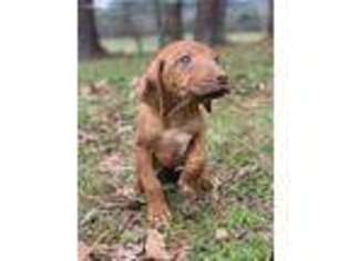 Rhodesian Ridgeback Puppy for sale in Huntsville, TX, USA