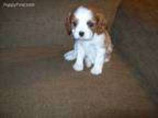 Cavalier King Charles Spaniel Puppy for sale in Flushing, MI, USA