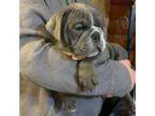 Olde English Bulldogge Puppy for sale in Mountain Grove, MO, USA
