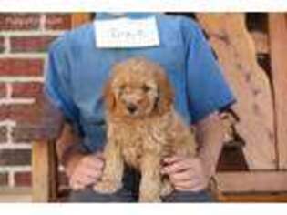 Goldendoodle Puppy for sale in Millerstown, PA, USA