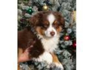 Miniature Australian Shepherd Puppy for sale in Kelseyville, CA, USA