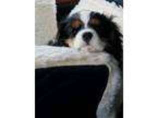 Cavalier King Charles Spaniel Puppy for sale in Wilmington, OH, USA