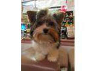 Biewer Terrier Puppy for sale in Chilhowie, VA, USA