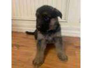 German Shepherd Dog Puppy for sale in New York, NY, USA