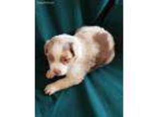 Australian Shepherd Puppy for sale in Ortonville, MI, USA