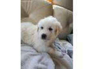 Great Pyrenees Puppy for sale in Norton, MA, USA