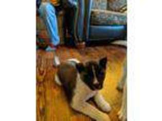 Akita Puppy for sale in Norwood, MO, USA
