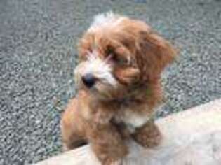 Havanese Puppy for sale in Gig Harbor, WA, USA