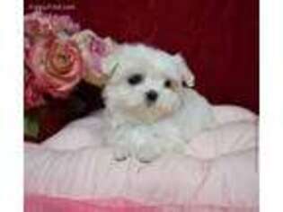 Maltese Puppy for sale in Hartford, CT, USA