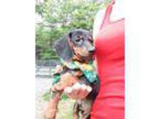 Dachshund Puppy for sale in Frederick, MD, USA