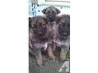 German Shepherd Dog Puppy for sale in RED SPRINGS, NC, USA