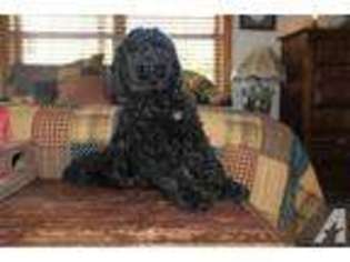 Labradoodle Puppy for sale in SCOTTSVILLE, KY, USA