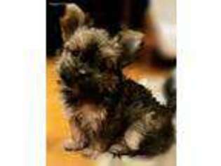 Yorkshire Terrier Puppy for sale in New Hampton, NY, USA