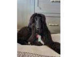 Afghan Hound Puppy for sale in Los Angeles, CA, USA
