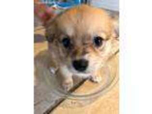 Pomeranian Puppy for sale in Punta Gorda, FL, USA