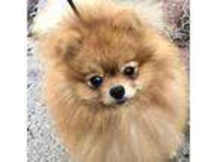 Pomeranian Puppy for sale in West Bloomfield, MI, USA