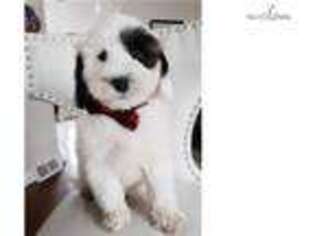 Tibetan Terrier Puppy for sale in Madison, WI, USA