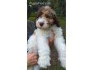 Mutt Puppy for sale in Edwards, MS, USA