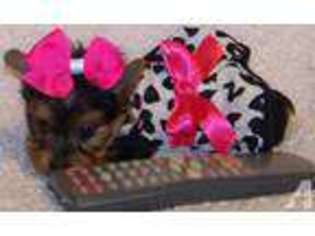 Yorkshire Terrier Puppy for sale in BAXTER, KY, USA