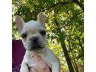 French Bulldog Puppy for sale in Newburg, MO, USA