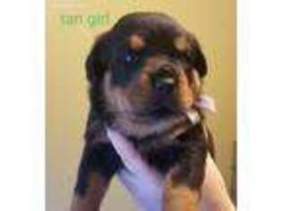 Rottweiler Puppy for sale in Camden, TN, USA