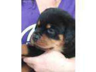 Rottweiler Puppy for sale in Loveland, CO, USA