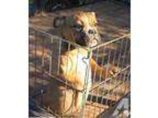 Olde English Bulldogge Puppy for sale in TENINO, WA, USA