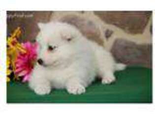 Samoyed Puppy for sale in Wheatfield, IN, USA