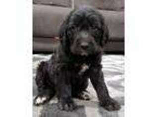 Labradoodle Puppy for sale in Cheney, WA, USA