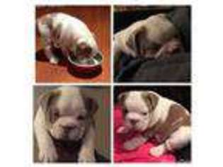 Bulldog Puppy for sale in Louisville, KY, USA