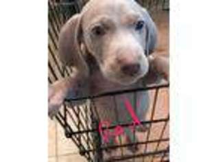 Weimaraner Puppy for sale in Brunswick, GA, USA