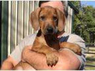 Rhodesian Ridgeback Puppy for sale in Rome, GA, USA