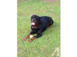 Rottweiler Puppy for sale in NEWPORT NEWS, VA, USA