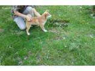 Shiba Inu Puppy for sale in Queensbury, NY, USA
