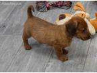 Dachshund Puppy for sale in Cabool, MO, USA