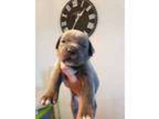 Cane Corso Puppy for sale in Greeley, CO, USA
