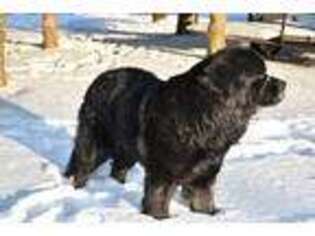 Newfoundland Puppy for sale in Clinton, NY, USA