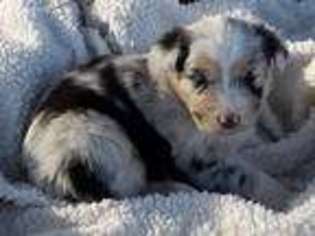 Australian Shepherd Puppy for sale in Glenallen, MO, USA