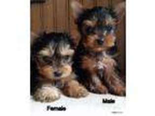 Yorkshire Terrier Puppy for sale in ALLIANCE, OH, USA