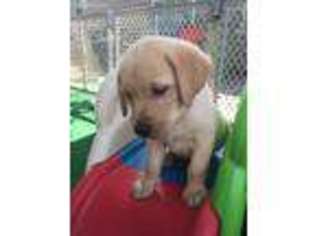 Labrador Retriever Puppy for sale in Townville, SC, USA