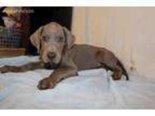 Great Dane Puppy for sale in Russell Springs, KY, USA
