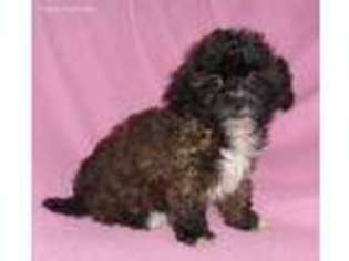 Shih-Poo Puppy for sale in Butler, OH, USA