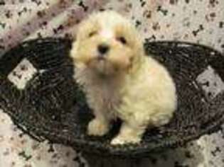 Mutt Puppy for sale in Grandview, WA, USA