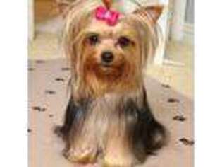 Yorkshire Terrier Puppy for sale in Antelope, CA, USA