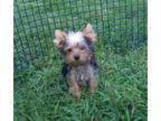 Yorkshire Terrier Puppy for sale in Hudson, SD, USA