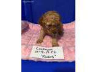 Cock-A-Poo Puppy for sale in Clayton, IL, USA